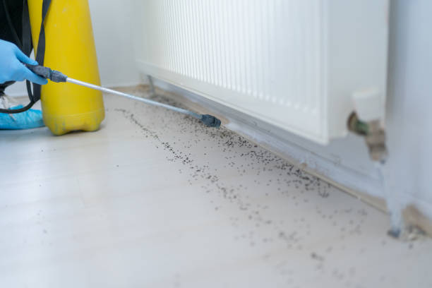 Wasp Removal Services in Waseca, MN